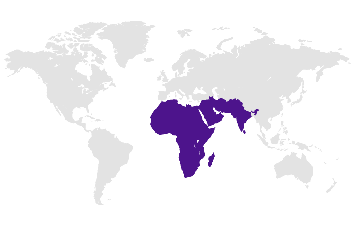 Mapa con Medio Oriente, India y África resaltados